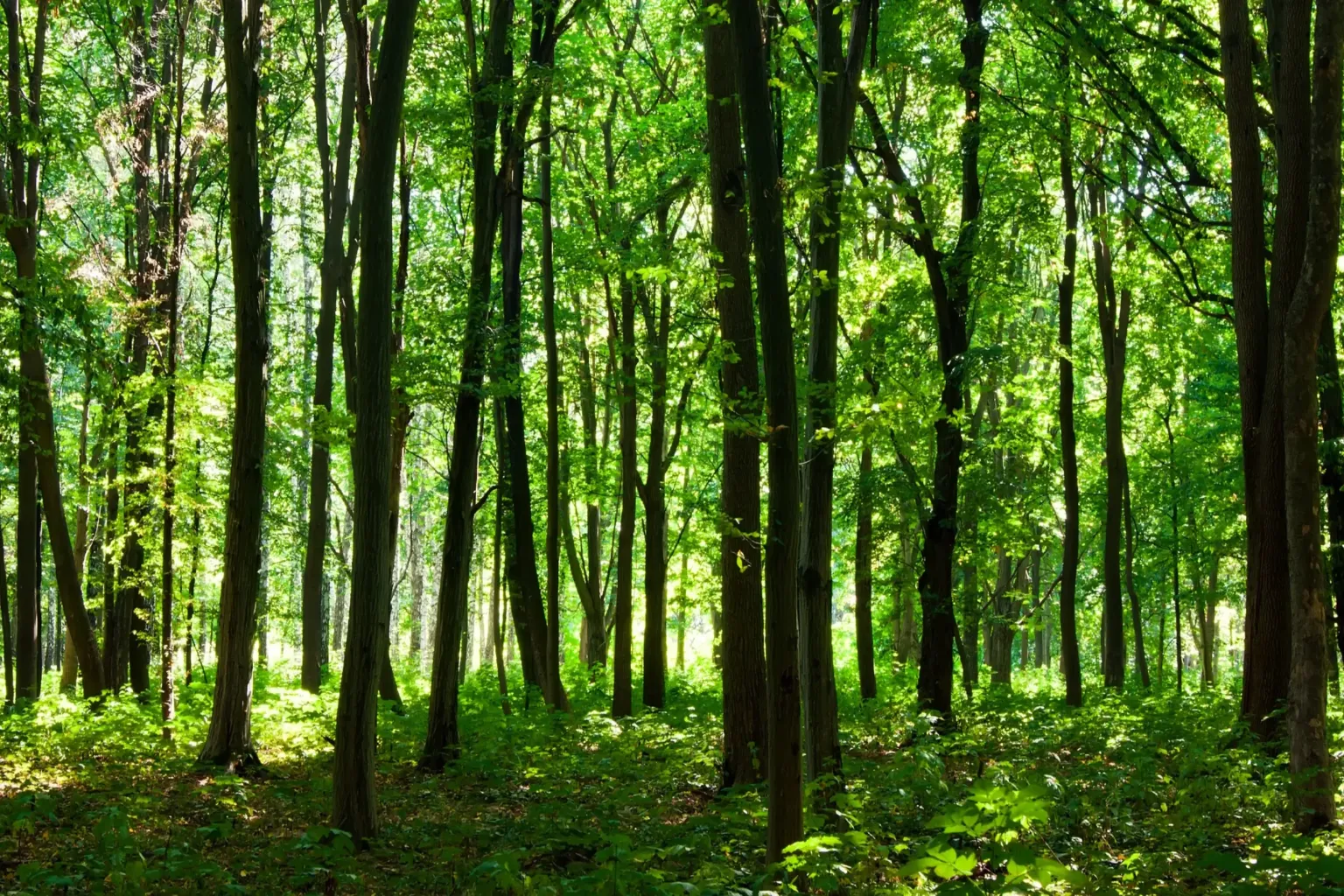 ¿Cómo plantamos tu árbol para ser una marca de café sostenible?
