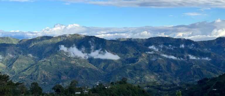 impacto del café sostenible